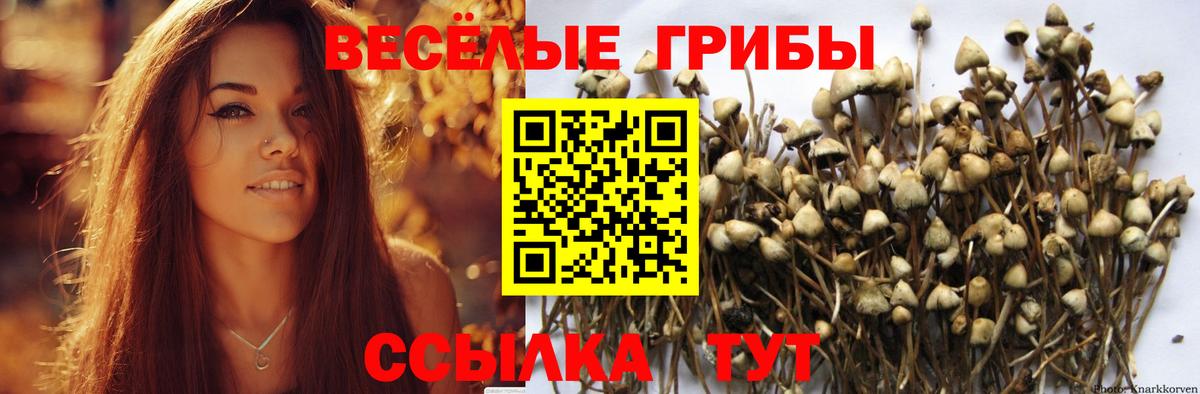 Псилоцибиновые грибы мицелий Черкесск
